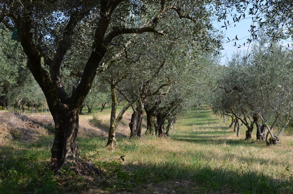 Agriturismo Bosco Magico Vérone Extérieur photo